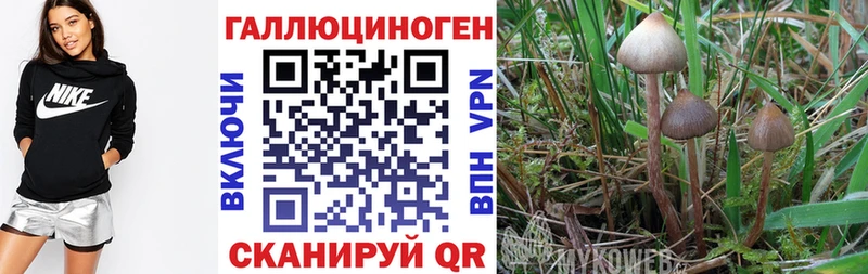 Псилоцибиновые грибы Psilocybine cubensis  Ясный 
